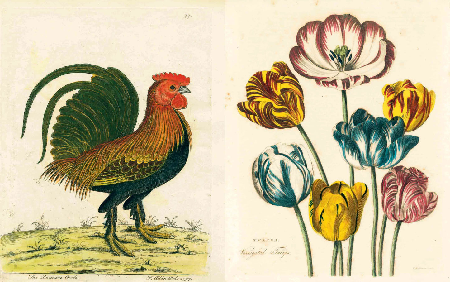 John Derian - Picture Book