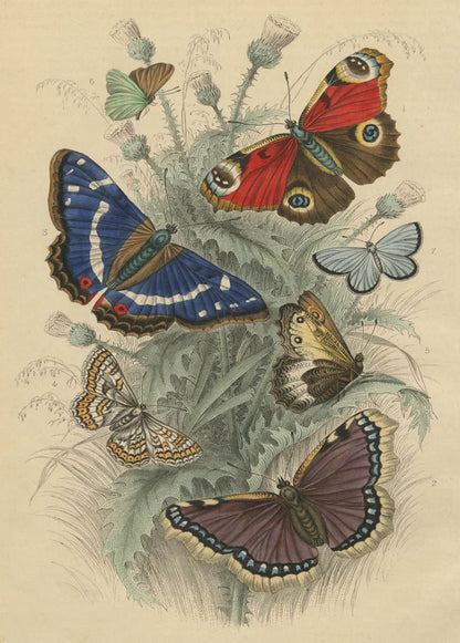 Dancing Butterflies - John Derian - 750 pezzi