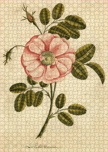 Garden Rose - John Derian - 1000 pezzi