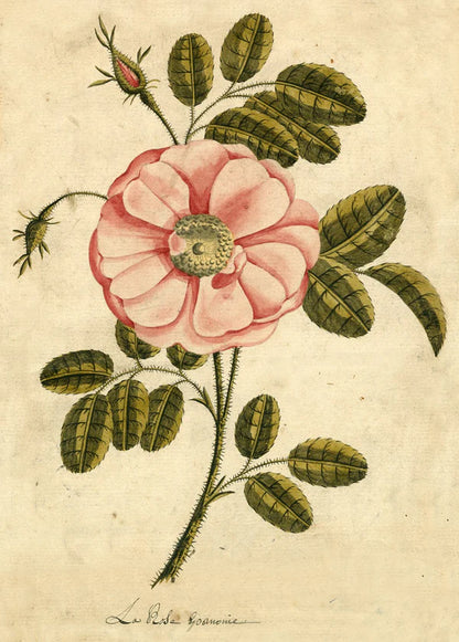 Garden Rose - John Derian - 1000 pezzi