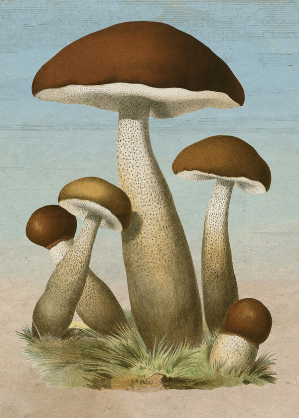 Mushrooms - John Derian - 1000 pezzi