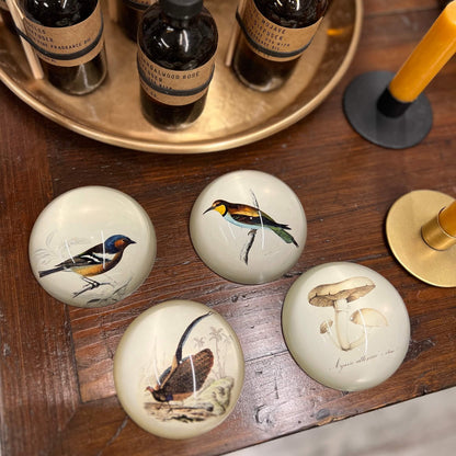 Paperweight - Assorted