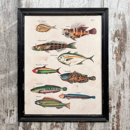 Prints - Fish
