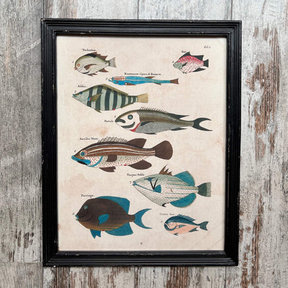 Prints - Fish