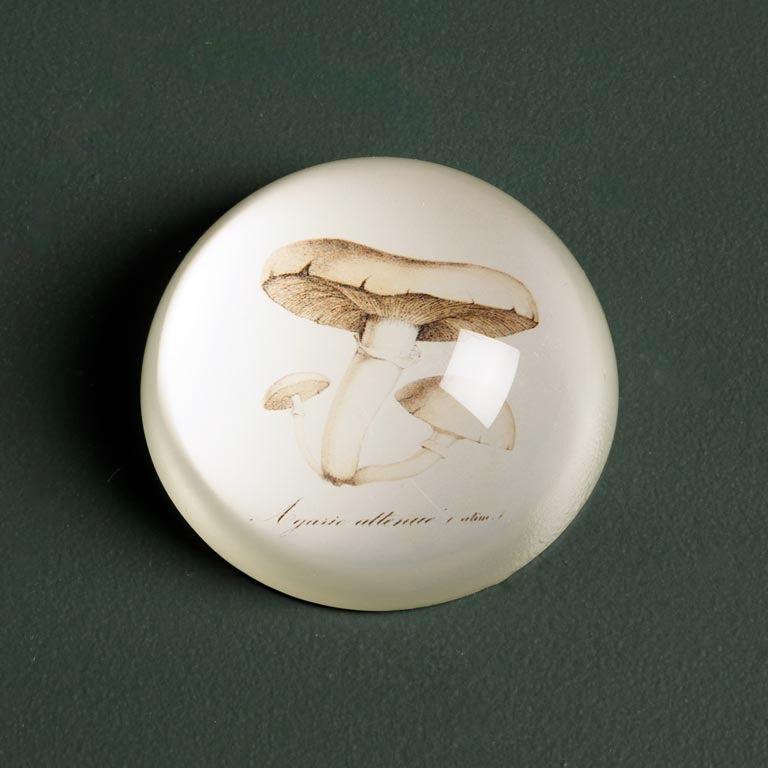 Paperweight - Assorted
