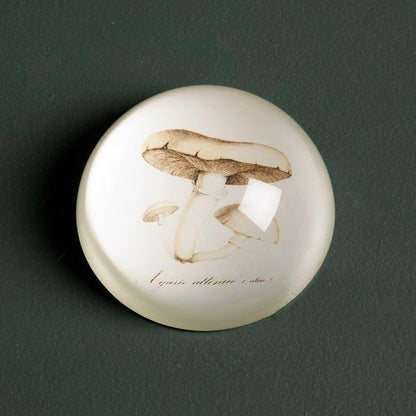 Paperweight - Assorted
